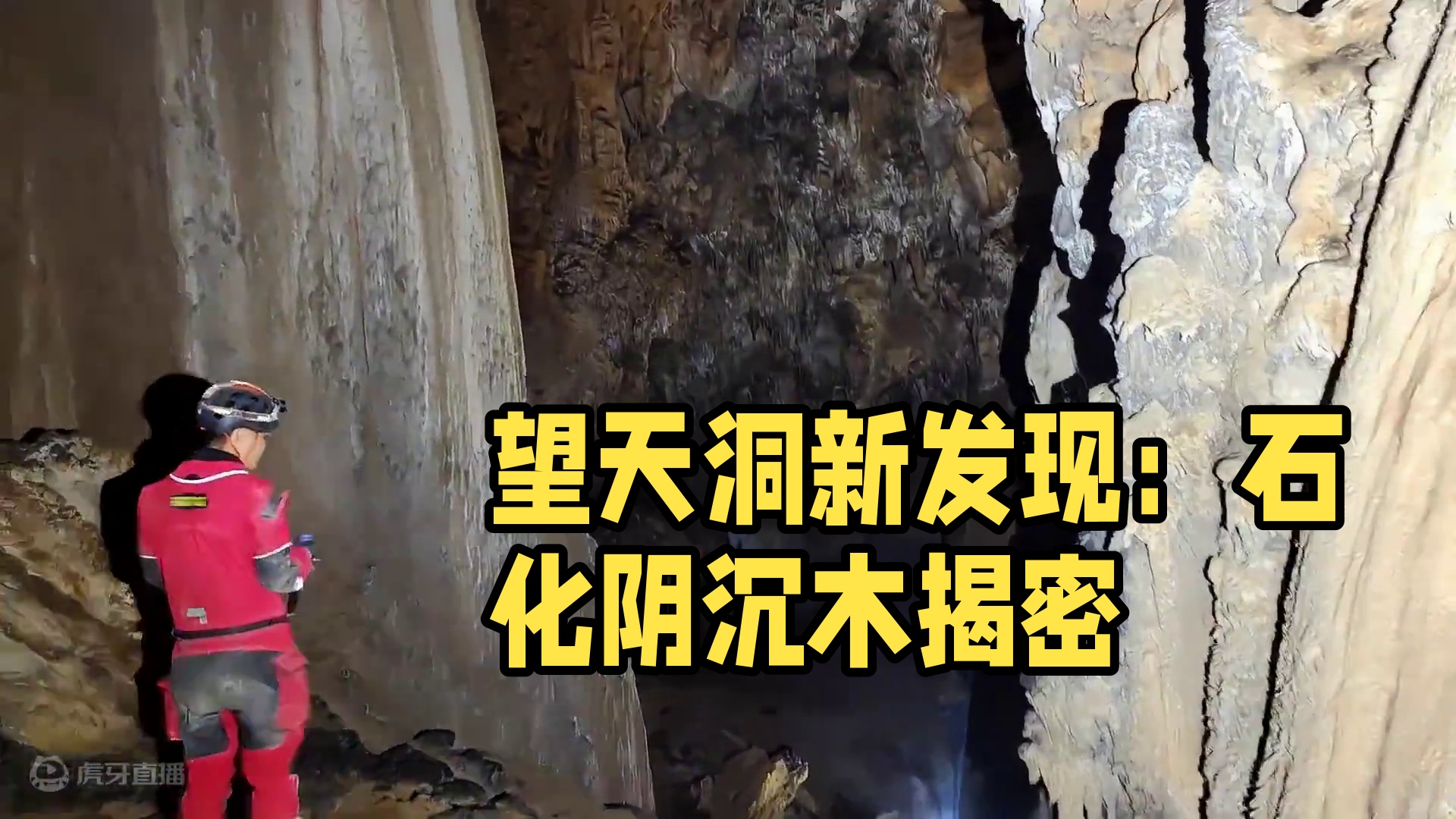 望天洞新发现：石化阴沉木的神秘面纱