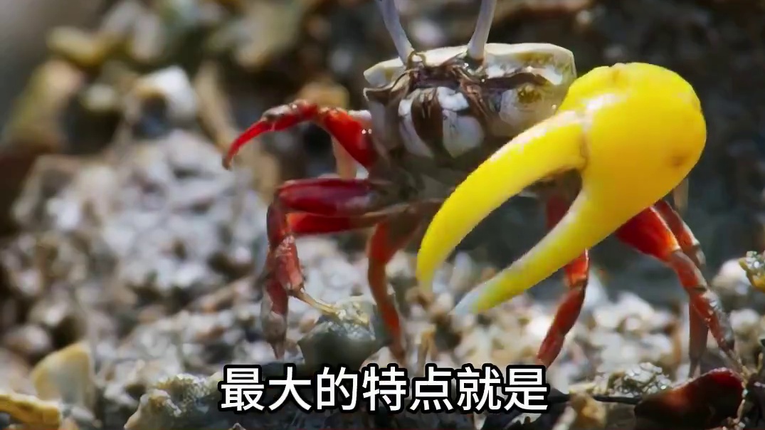 宝可梦现实中的原型你知道吗#神奇宝贝 #宝可梦 #宠物小精灵