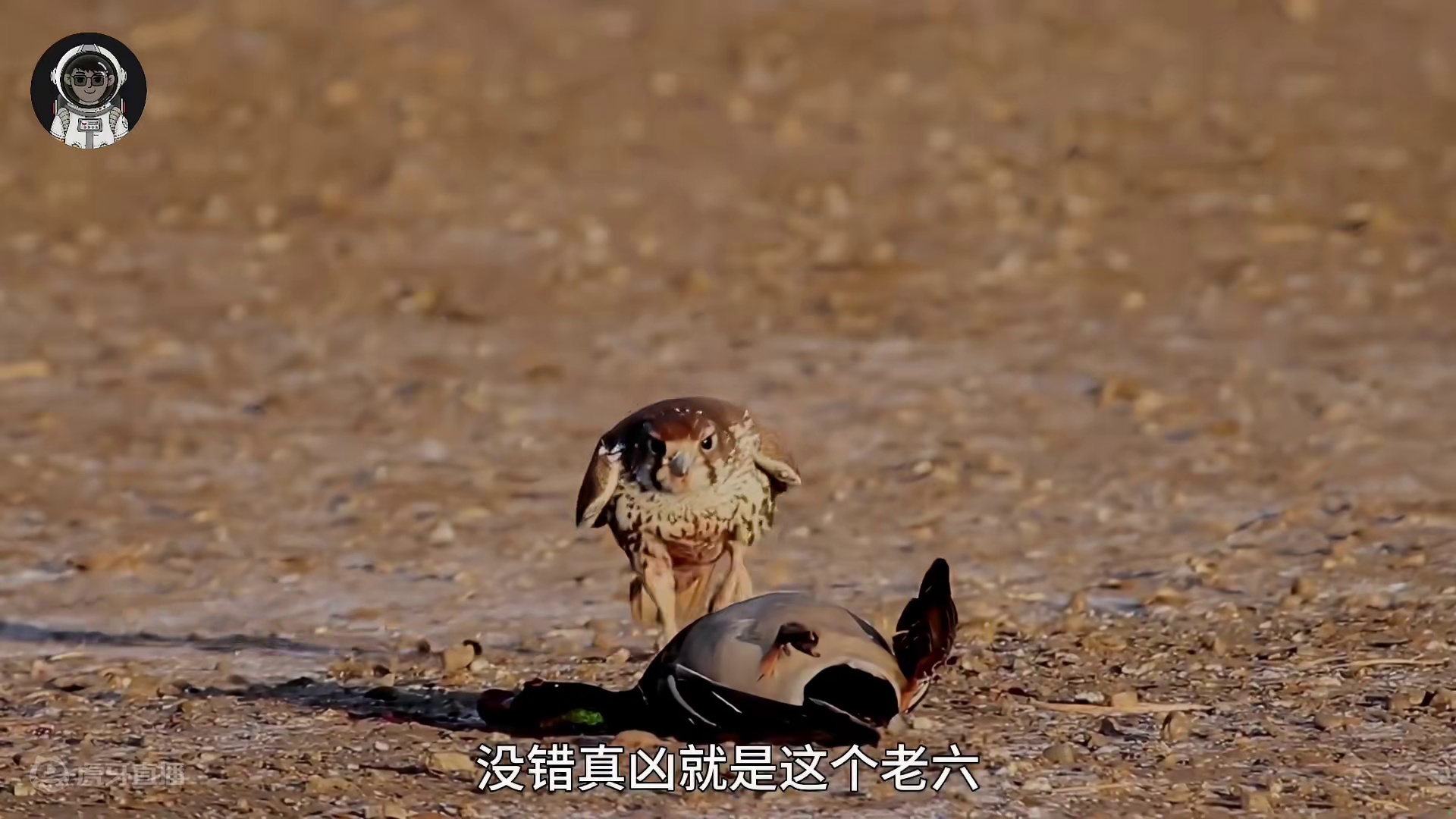 182. 你完全想象不到的猎杀方式，游隼猎杀瞬间到底有多牛_