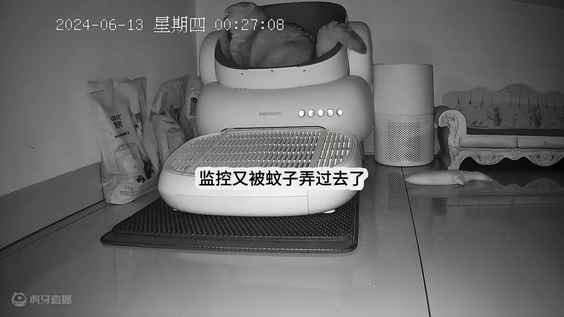 蛋蛋解锁新技能，不知道跟谁学的这招，去那么远埋伏#监控下的一幕 #记录猫咪日常