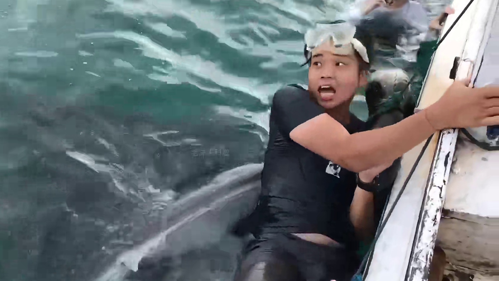 188. 小鲸鲨不停啃咬男子屁股，原因竟是向人类求助