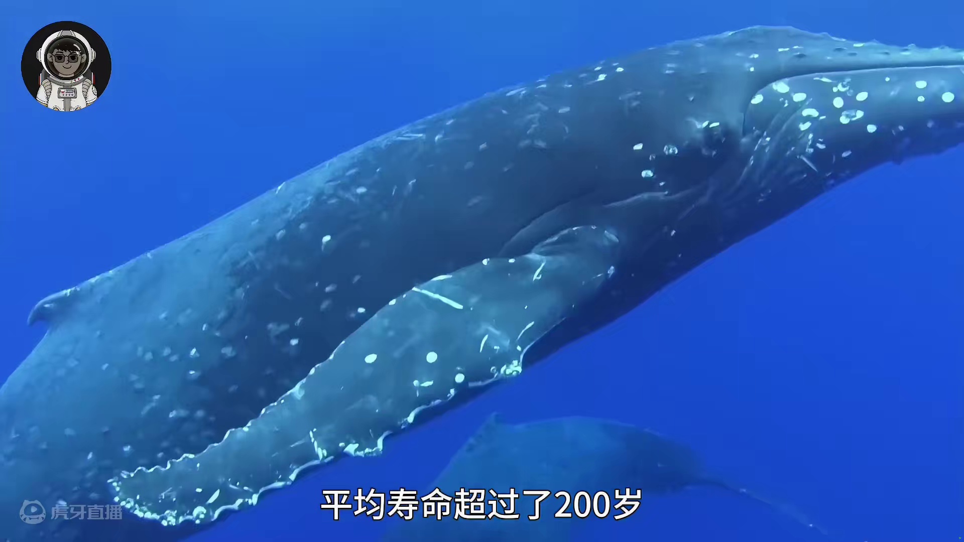 195. 地球上寿命最长的五种生物，无视年龄限制达到永生。