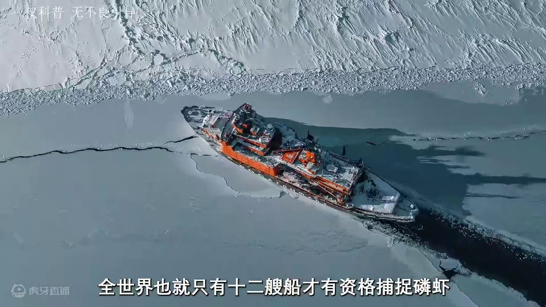 一个被誉为世界粮仓的南极磷虾#南极  #南极磷虾  #海鲜 #家乡的味道  #制作过程