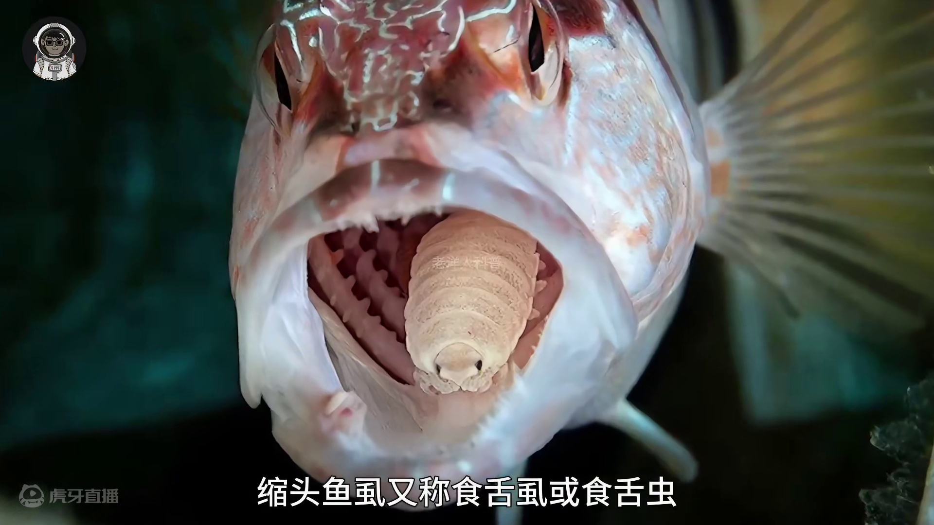 211. 地球上最卑劣的四种恐怖寄生动物，每一种都堪称僵尸制造者。