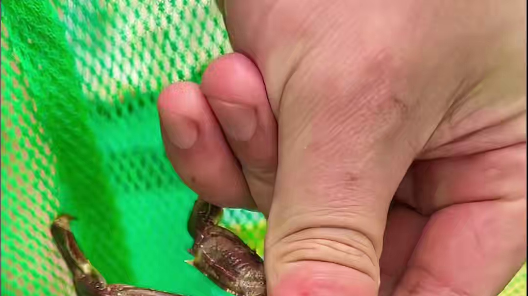 浪花蟹 一种藏身在海岩石上小精灵，能吃出大龙虾的味道，90%的朋友都没吃过吧 #赶海 #抓螃蟹 #海