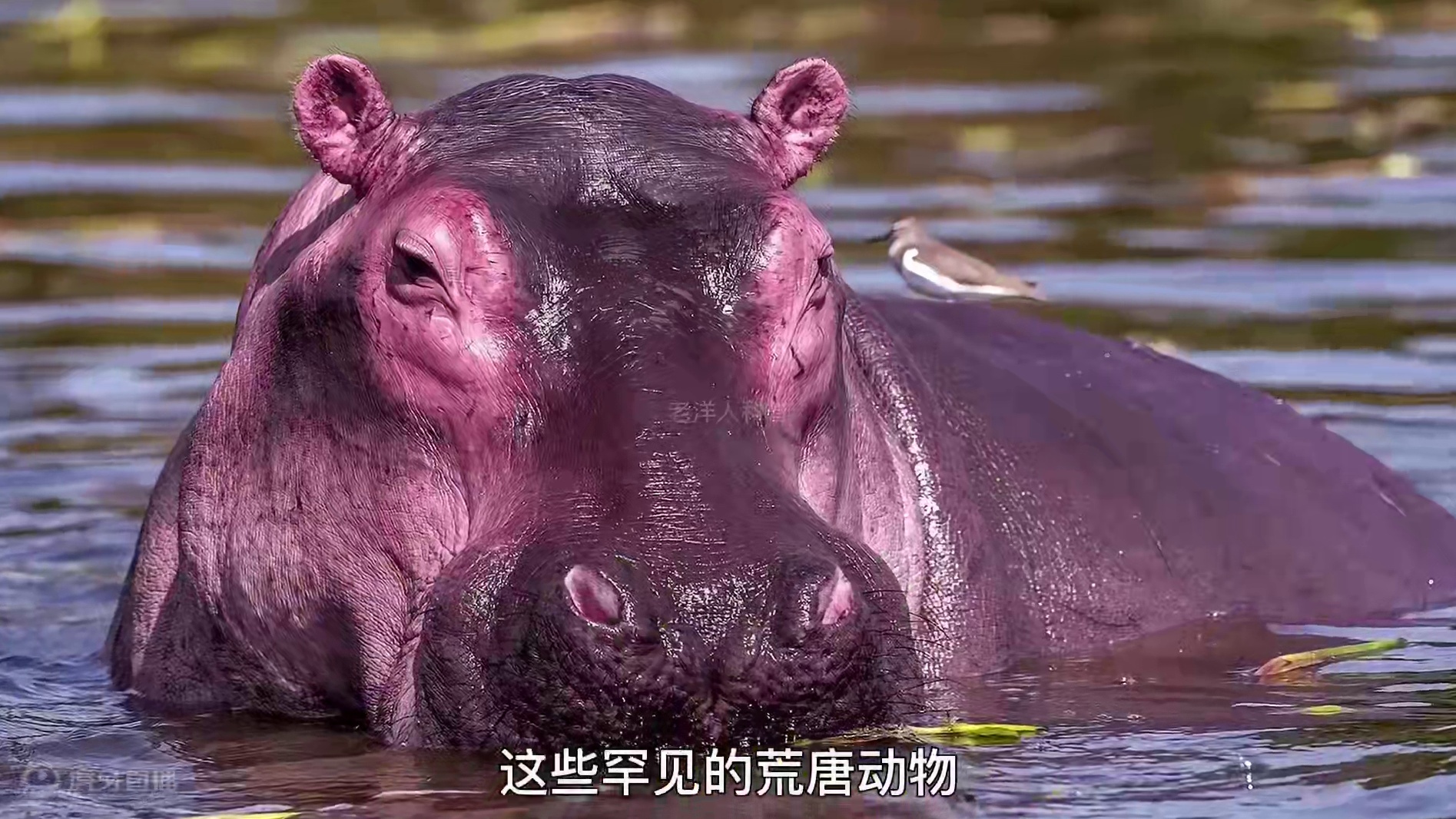 249. 你见过粉红色的蚂蚱吗？盘点世界上最罕见的五种动物。