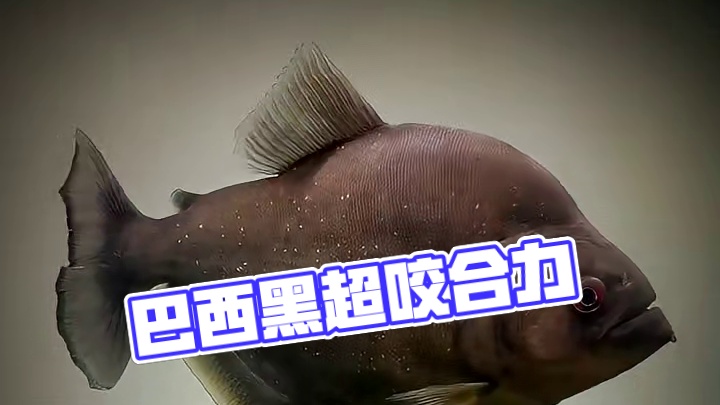 巴西老版黑超厚的下颚 咬合力是自身体重的30倍 同体型咬合力最强的动物#黑色食人鱼#巴西普黑#秘鲁普