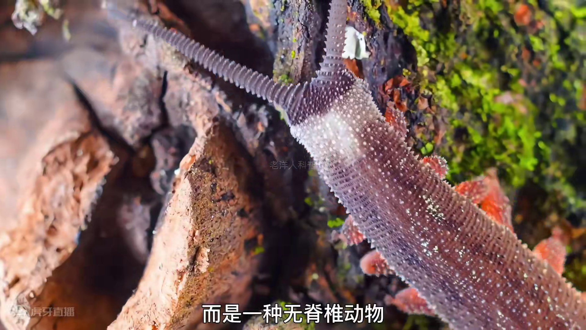 276. 三亿年前就停止进化的远古生物，天鹅绒虫到底有多可怕？