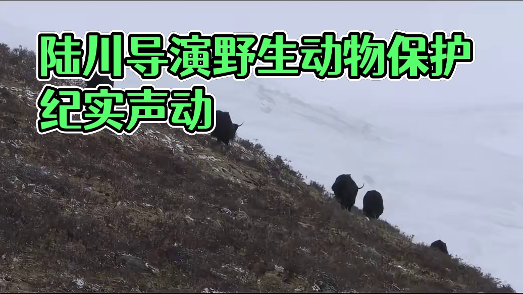 联想40周年献礼丨导演陆川第三部野生动物保护作品