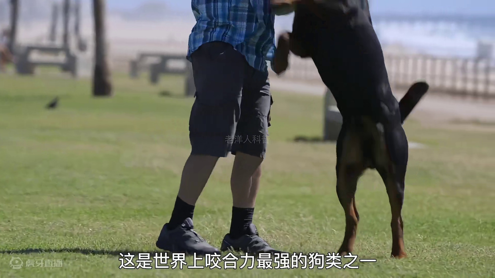 289. 世界上最危险的十大恶犬，一个比一个彪悍。（3）