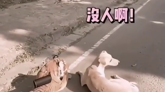 这还是人干的事吗