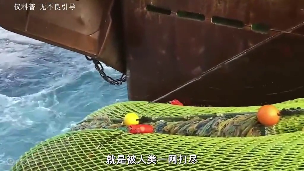 都知道磷虾身处南极，殊不知面对如此恶劣的天气，磷虾是如何捕捞的呢？#南极磷虾 #远洋捕捞 #磷虾肉 