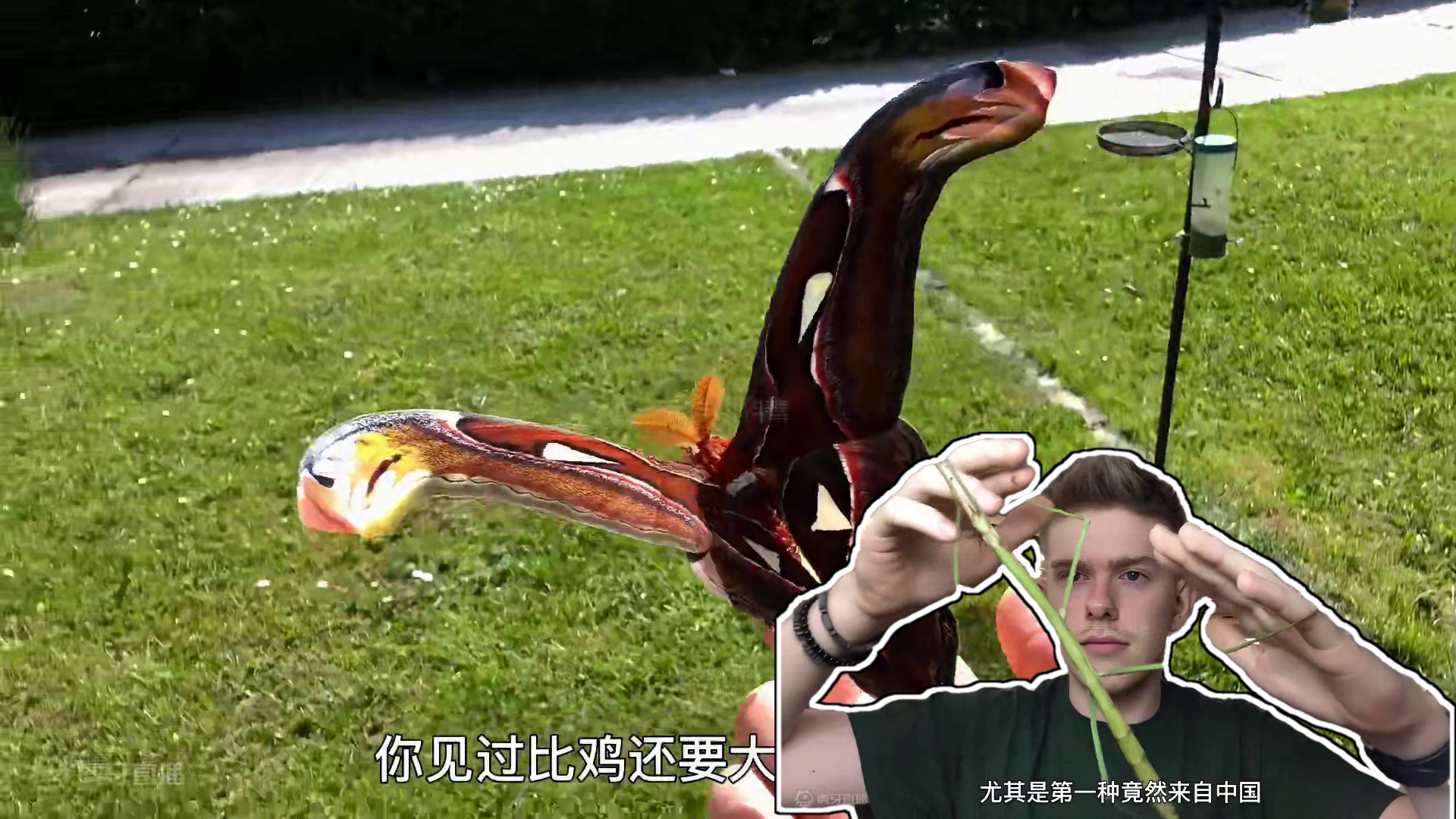 300. 地球上体型最大的的十种昆虫，你都见过几个？（上）