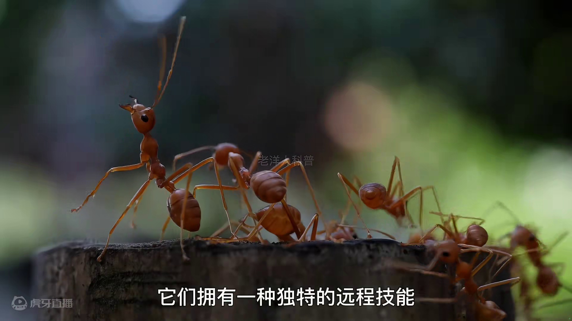 304. 五种拥有“超能力”的生物，每一个都能颠覆你的认知。