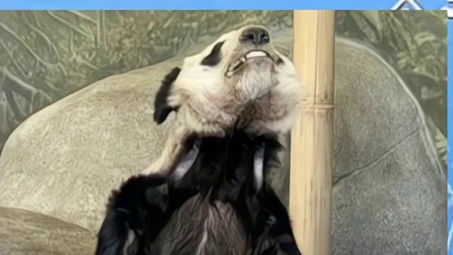 45_今天聊一下在美国的熊猫丫丫