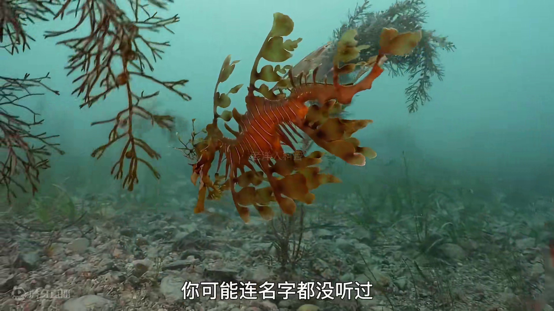 312. 盘点那些长相奇特且真实存在的五种生物！