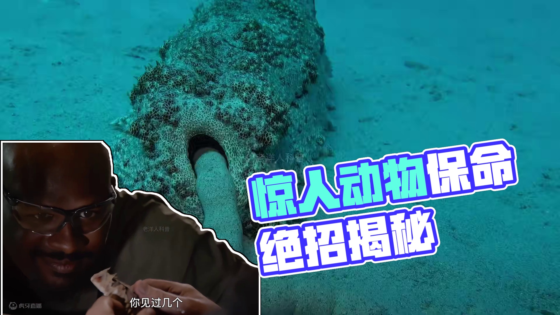 318. 那些惊掉你下巴的动物保命绝招，你见过几个？（下）