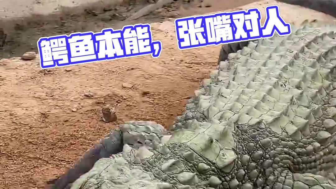 鳄鱼本能，张嘴对人#鳄鱼 #鳄珍 #鳄鱼养殖场 #鳄鱼皮带