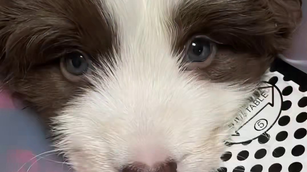 它们是宠物 是家人 是不可分割的一部分 宠物的生命也应得到尊重#小熊和福宝 #动物保护#小狗 #狗狗