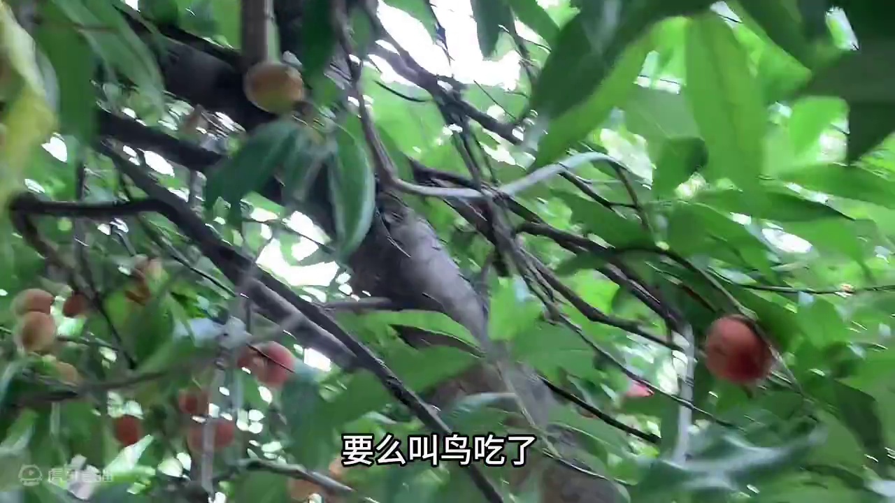 村里的桃树长满了桃子都红了，却没有一个人摘，人都跑哪去了