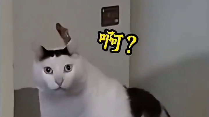 即将上线最新挖宝【神慧泽世】，最新云台，还有白泽最新上架消息 #妄想山海