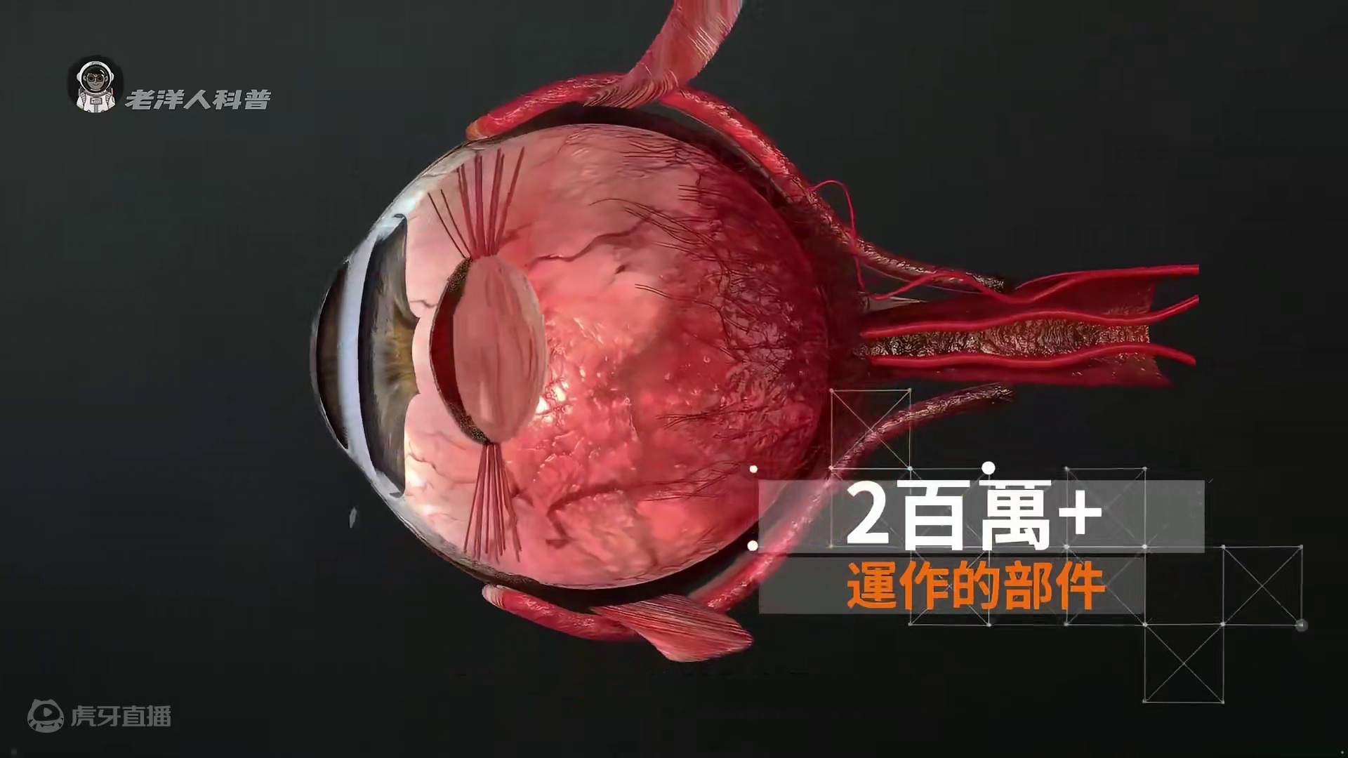 39. 为什么眼睛里的图像是颠倒的？