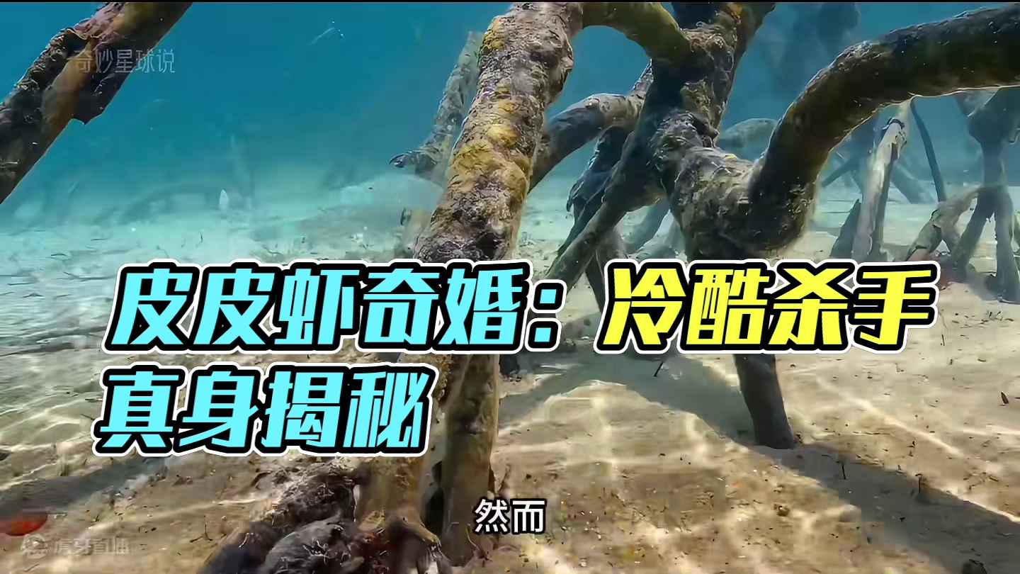 海底暗杀：皮皮虾的奇特婚姻关系