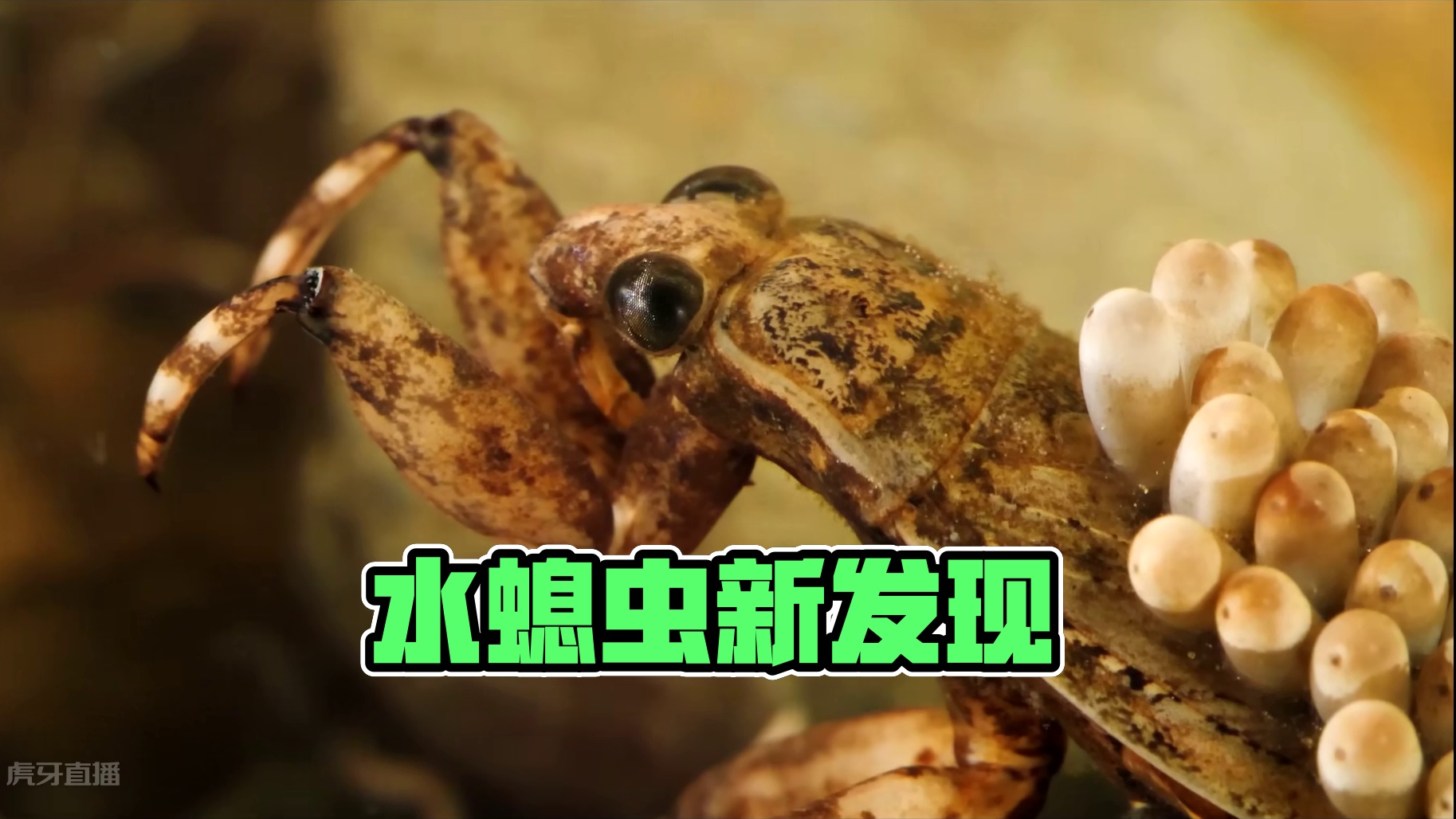 水螅虫你见过吗？