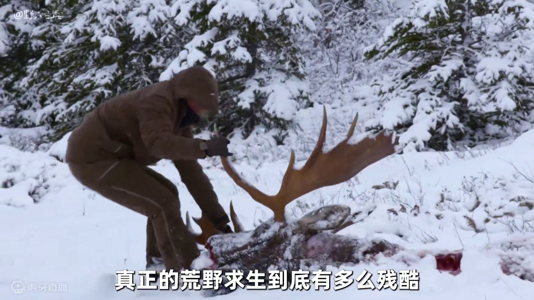 7人北极荒野求生，大佬一次性捕到8条鳟鱼，彻底实现蛋白质自由 #荒野求生 #野外生存 #户外 #识货