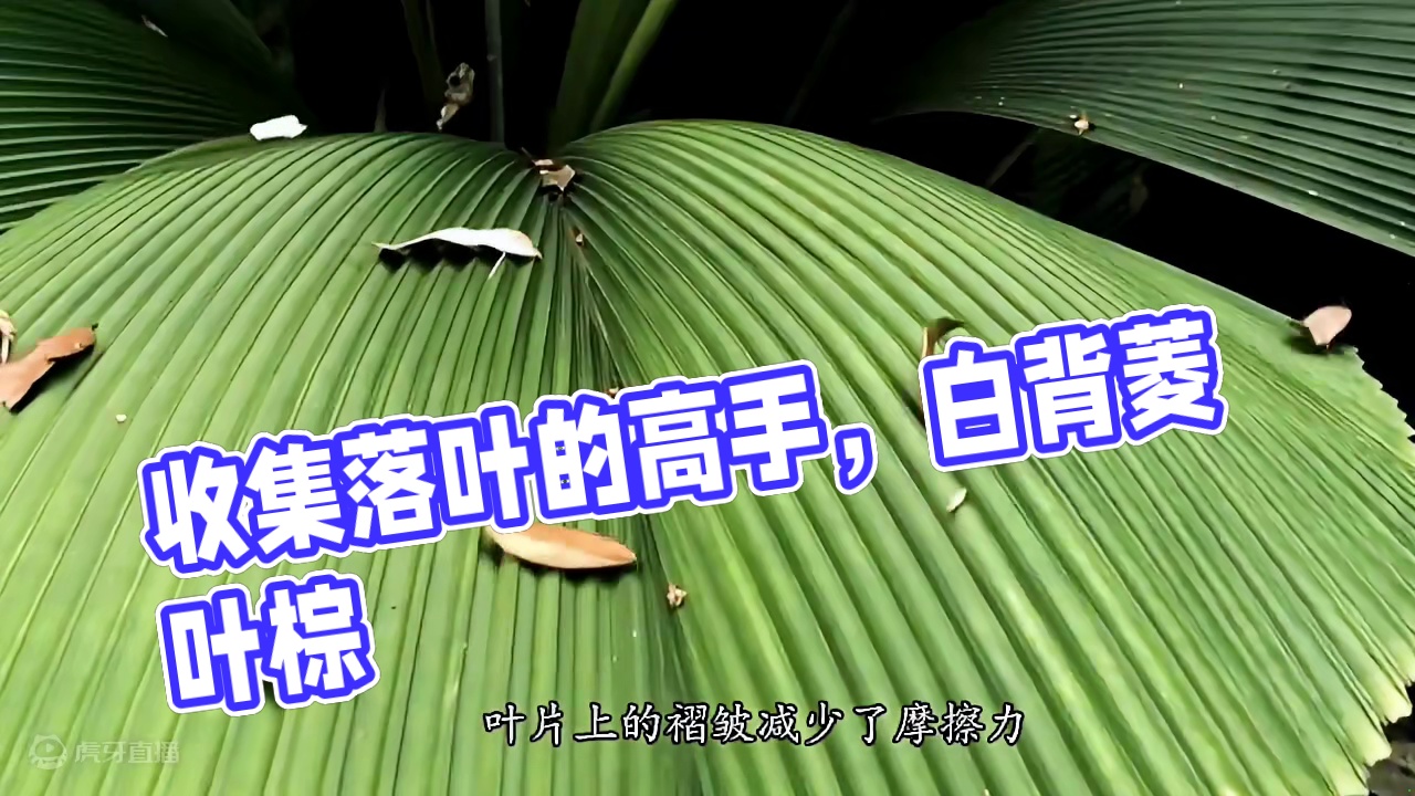 白背菱叶棕，收集落叶的高手