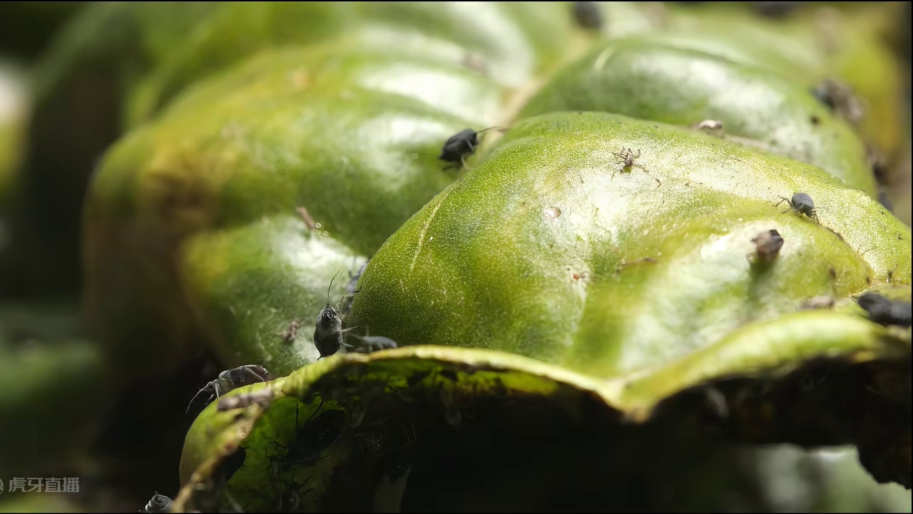 青菜上的飞蛾是什么虫