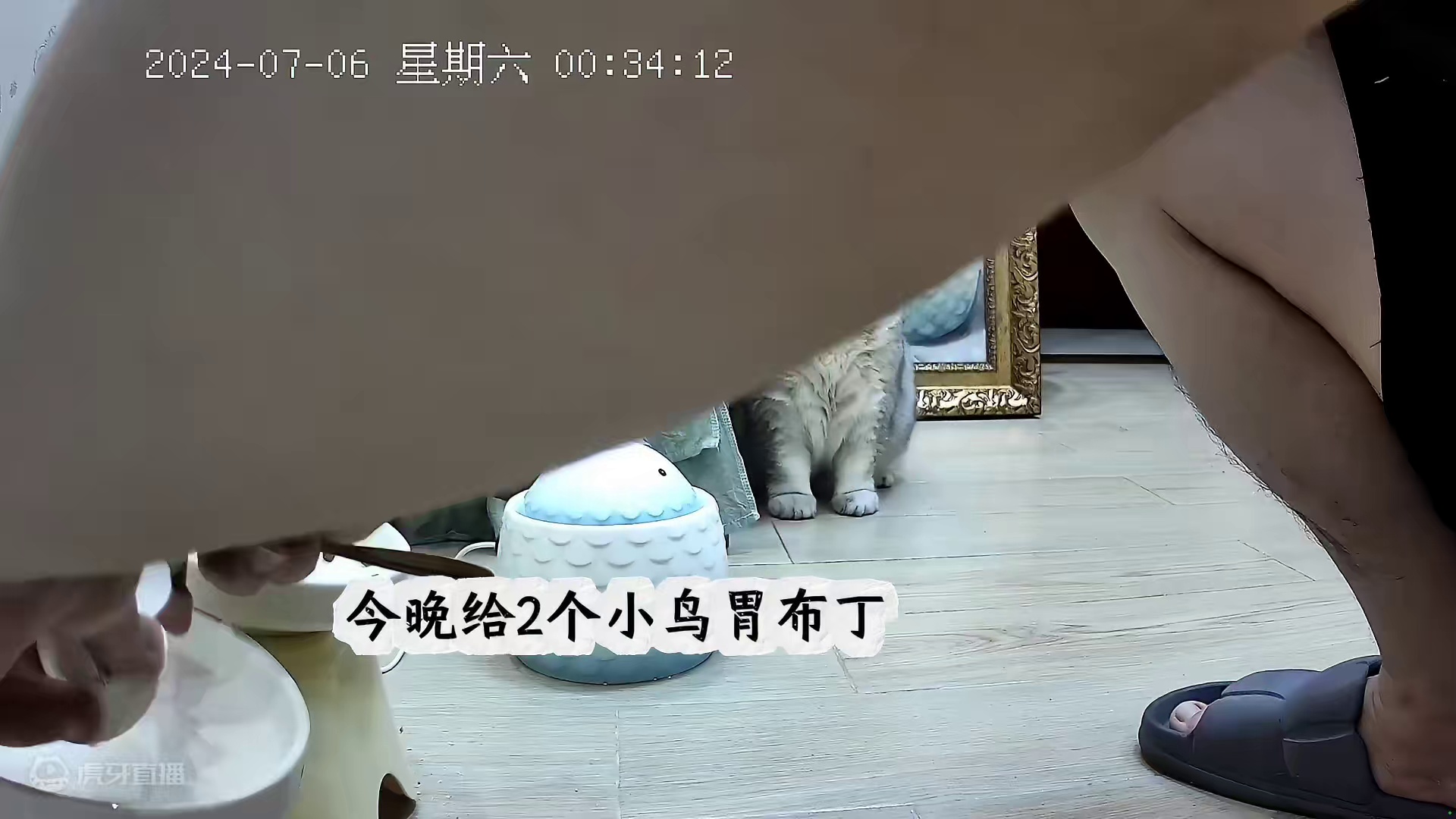 早上太阳刺眼阿蛋还会躲到窗帘后面睡今晚又去开衣柜爬上去玩 #记录猫咪日常 #监控下的一幕 #它真的好