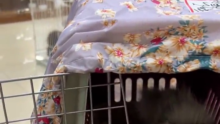 祝去新家的小家伙们新家幸福~#壮实说猫