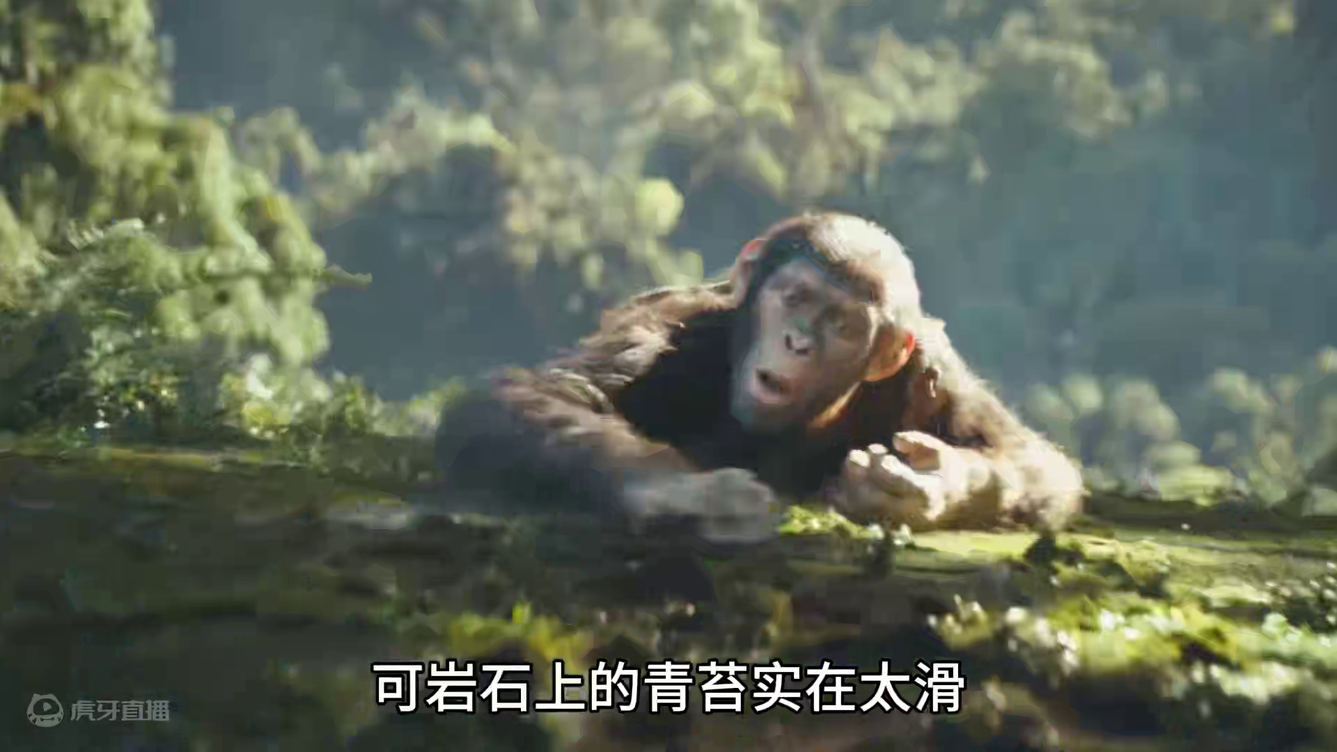 为了偷到传说中的鹰蛋，猩猩拼上了自己的性命 #悬疑 #科幻 #新片速递