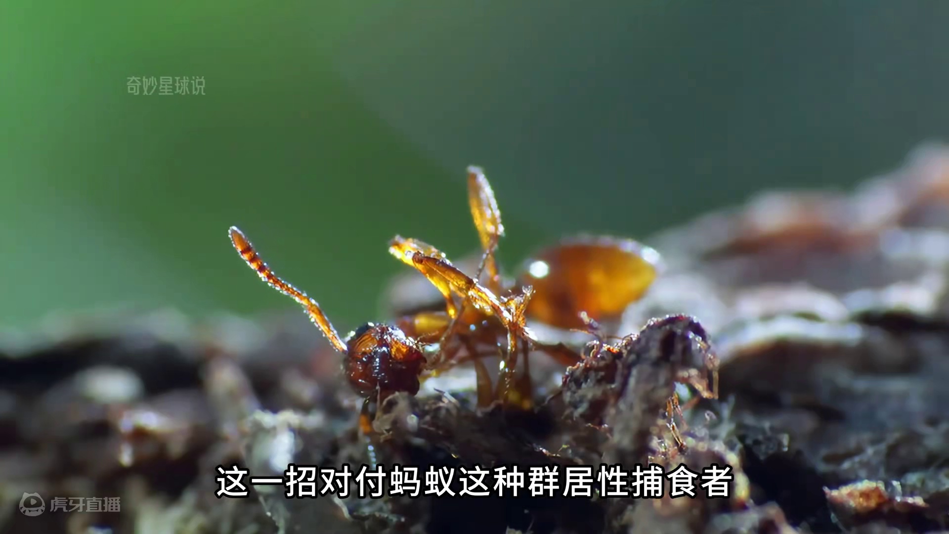 被天敌吞下，又能从天敌体内逃出生天的逆天生物