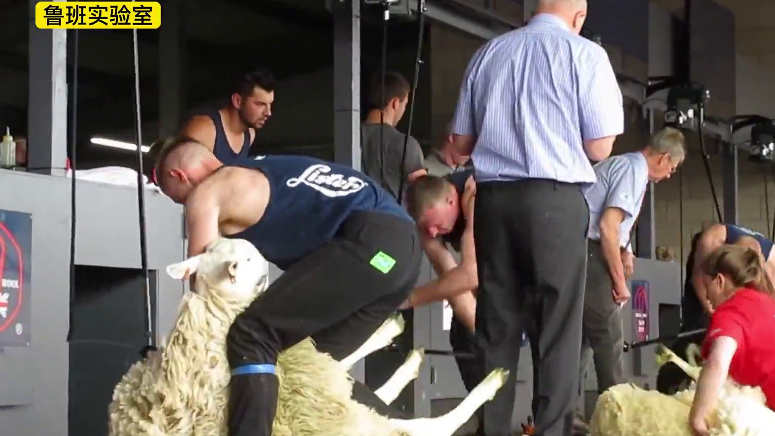 28秒一只羊，不可思议的剃羊毛挑战，用时最短的选手奖金一万美刀