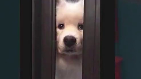 睡着的邦布真太可爱啦【100G内存就干这个？⑤】 #绝区零 #绝区零公测  #绝区零艾莲