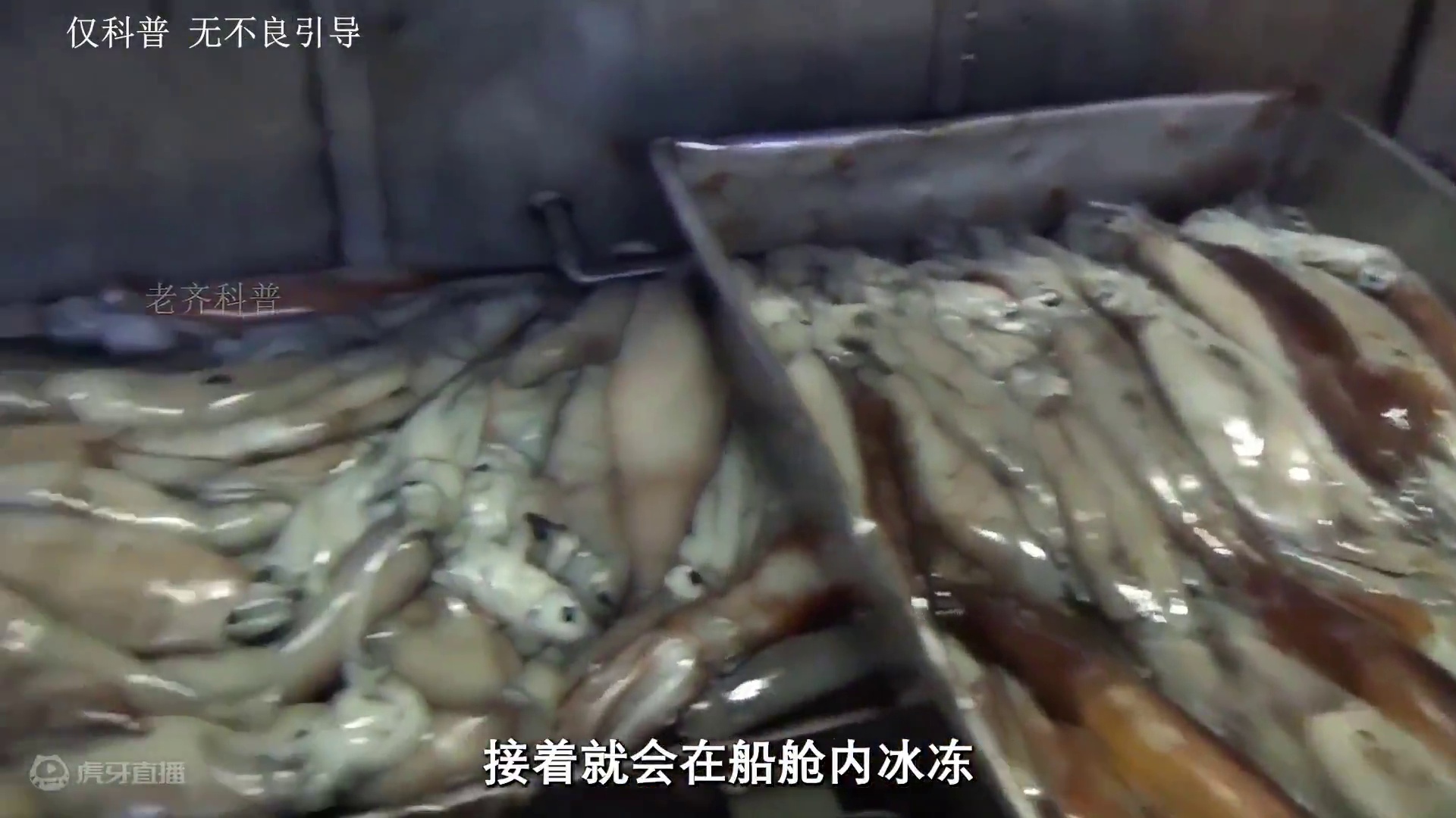 看完鱿鱼仔的制作过程你还敢吃吗#科普 #鱿鱼 #鱿鱼仔 #制作过程#海洋