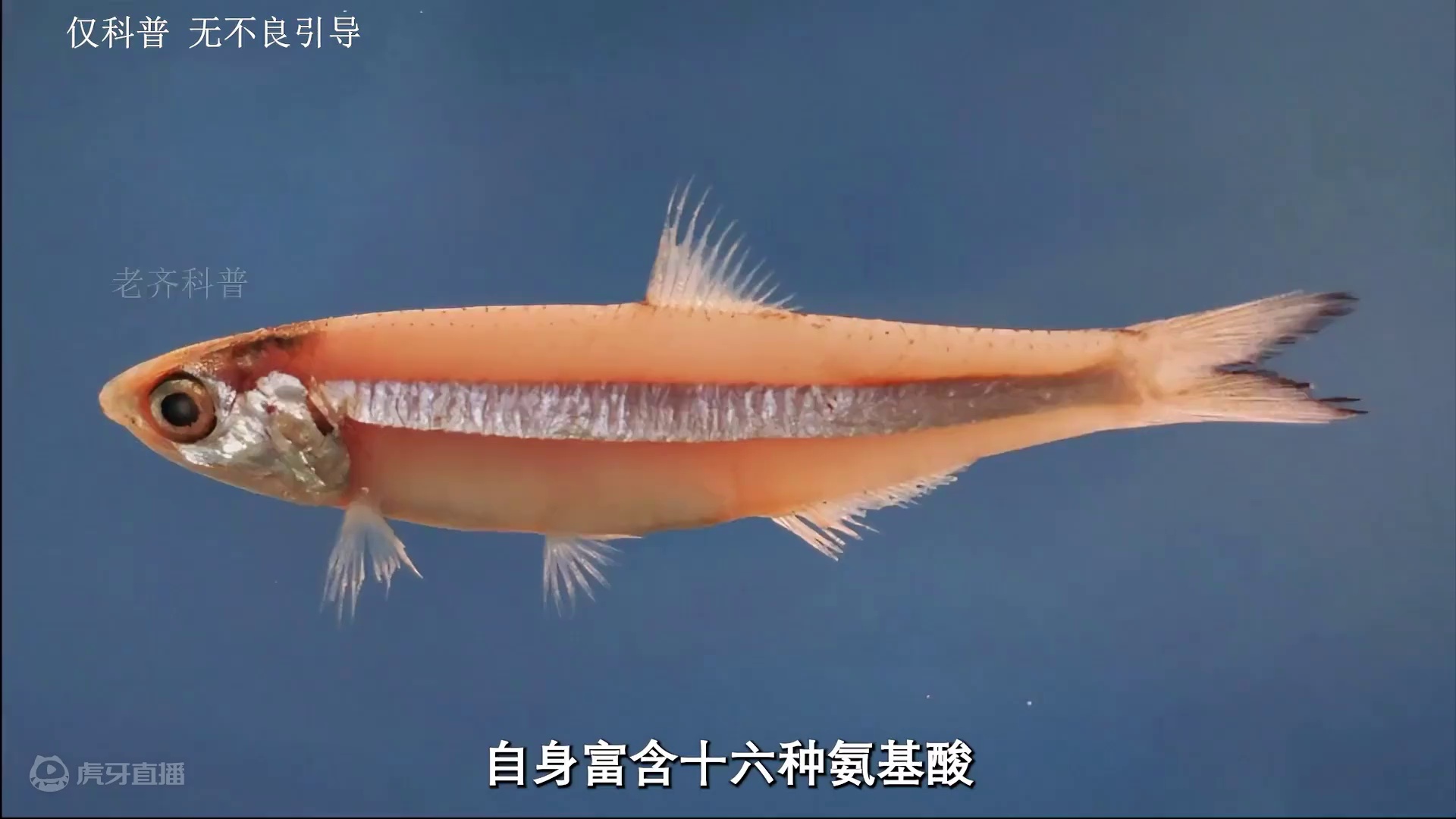 新鲜小鱼仔这样做，越做越香#三只松鼠 #小鱼仔 #深海小鱼仔 #小鱼干 #科普