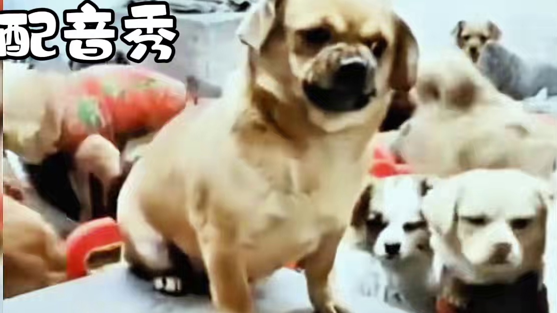 不准偷吃！！！ 让这倔强的小狗笑疯了啊！哈哈哈…#哈哈哈哈哈哈我要笑死了 #这配音笑死了 #动物的迷