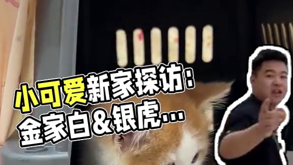 今天又是哪些小可爱去新家了呢？#壮实说猫