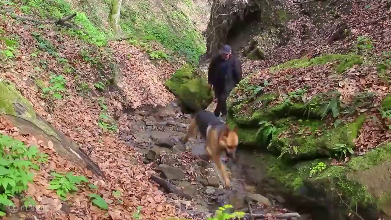 如何在野外建造一个精致的庇护所 #野外建造 #户外 #荒野建造 #解压 #助眠