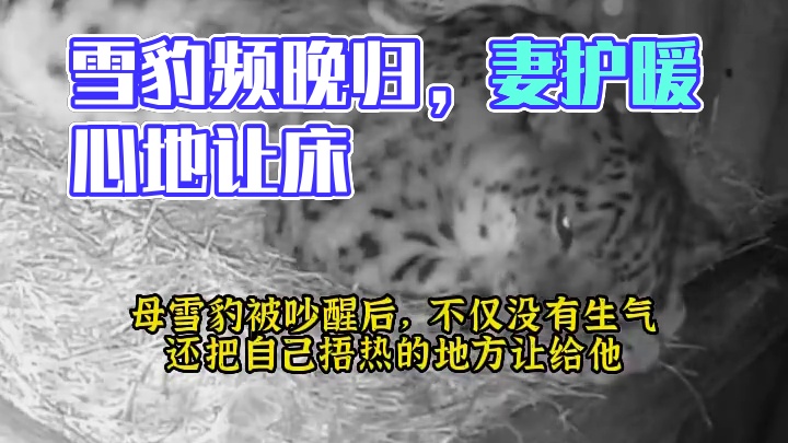 雪豹经常太晚回家而吵醒媳妇儿，可媳妇儿从来不怪它，还把自己捂热的地方让给他睡。