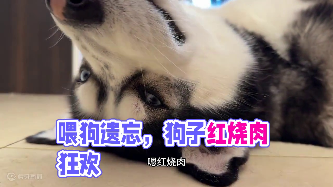 主人出门太着急竟忘记喂狗，当主人回家后，大家千万憋住别笑 #二哈 #哈士奇 #萌宠出道计划 #神奇动