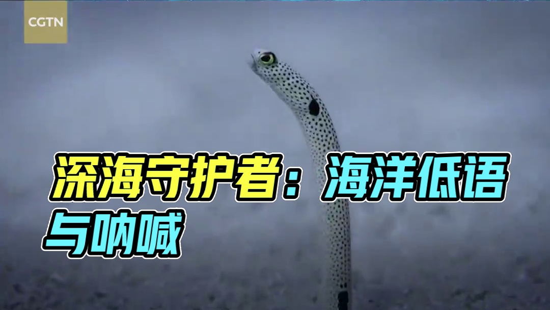 CGTN×深空之眼 |海洋公益保护行动宣传片 《海洋在低语，你会聆听吗？》#深空之眼 #碧海同歌