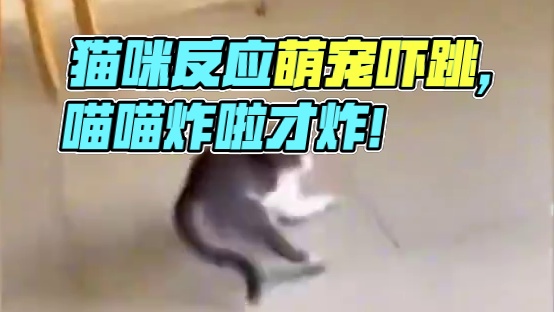 猫咪吓一跳的真实反应，猫猫我真的很胆小，你再这样我就要应激了 #猫咪 #萌宠 #养猫的乐趣#吓一跳#