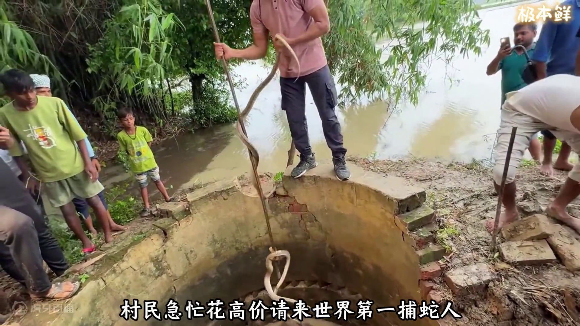暴雨袭击印度，乡村古井变眼镜蛇窝，村民天价请来世界第一捕蛇人 #印度 #眼镜蛇 #毒蛇