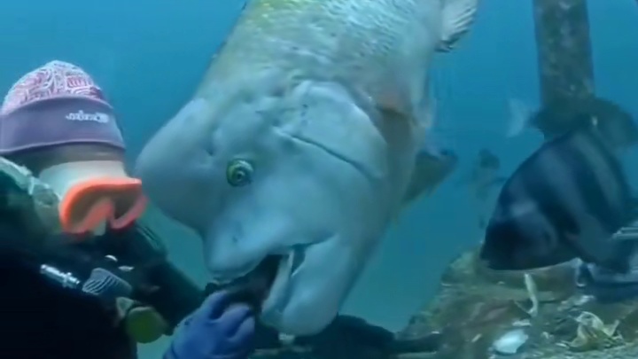 这鱼头上怎么有个包，看起来很傻的样子 #搞笑视频#搞笑配音