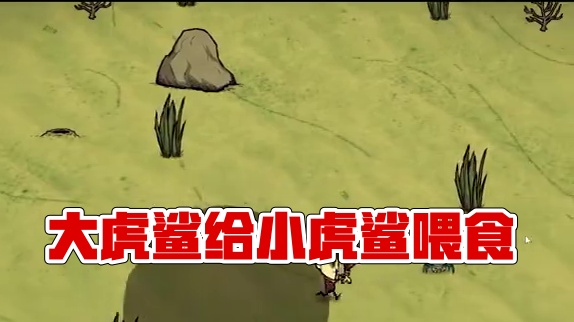 饥荒单机版：大虎鲨是这样给小虎鲨喂食的？ #饥荒