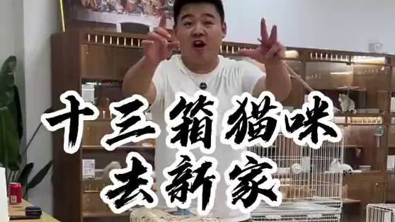 祝这十多只小猫咪新家幸福！#壮实说猫